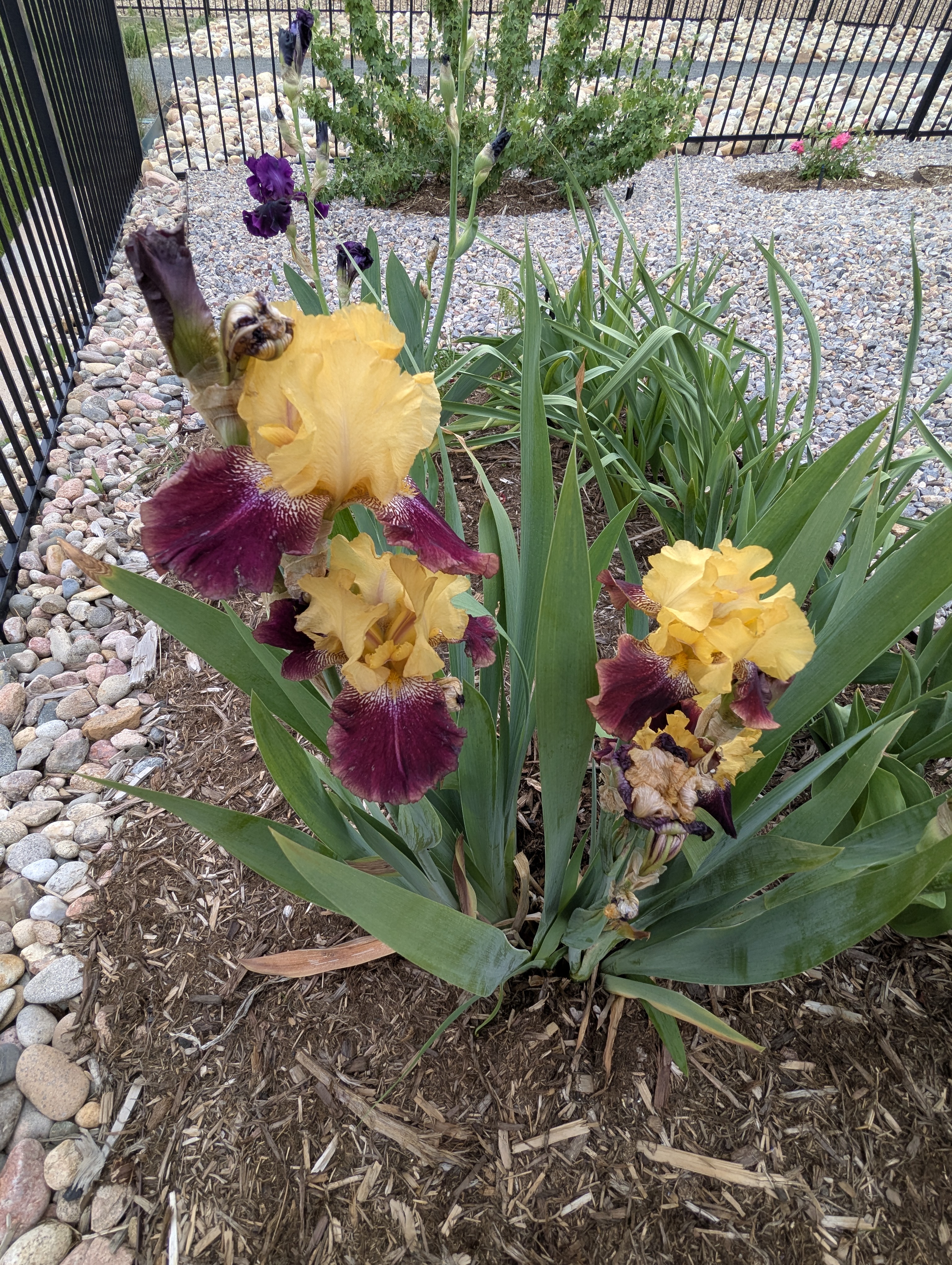 Garden, Flowers, Morrison, Colorado